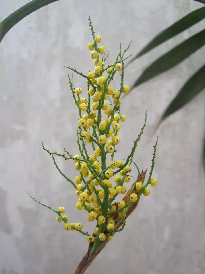 过期椰子油的六大妙用,椰子油能用于煎炸吗