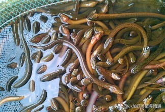 黄鳝常见疾病与防治,黄鳝寄生虫感染怎么治