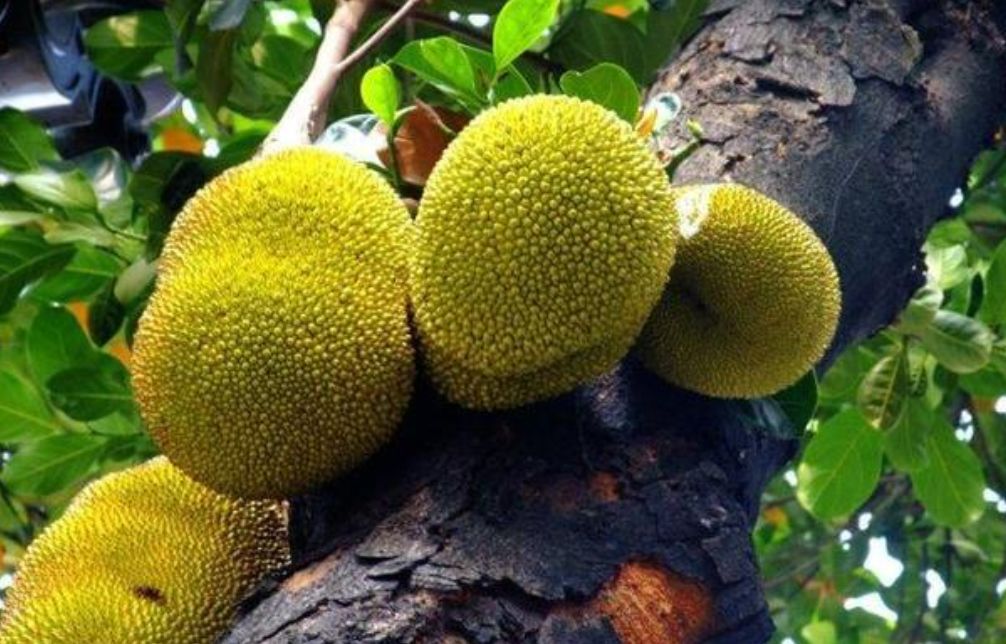 真的是活久见！长成这样居然能吃？