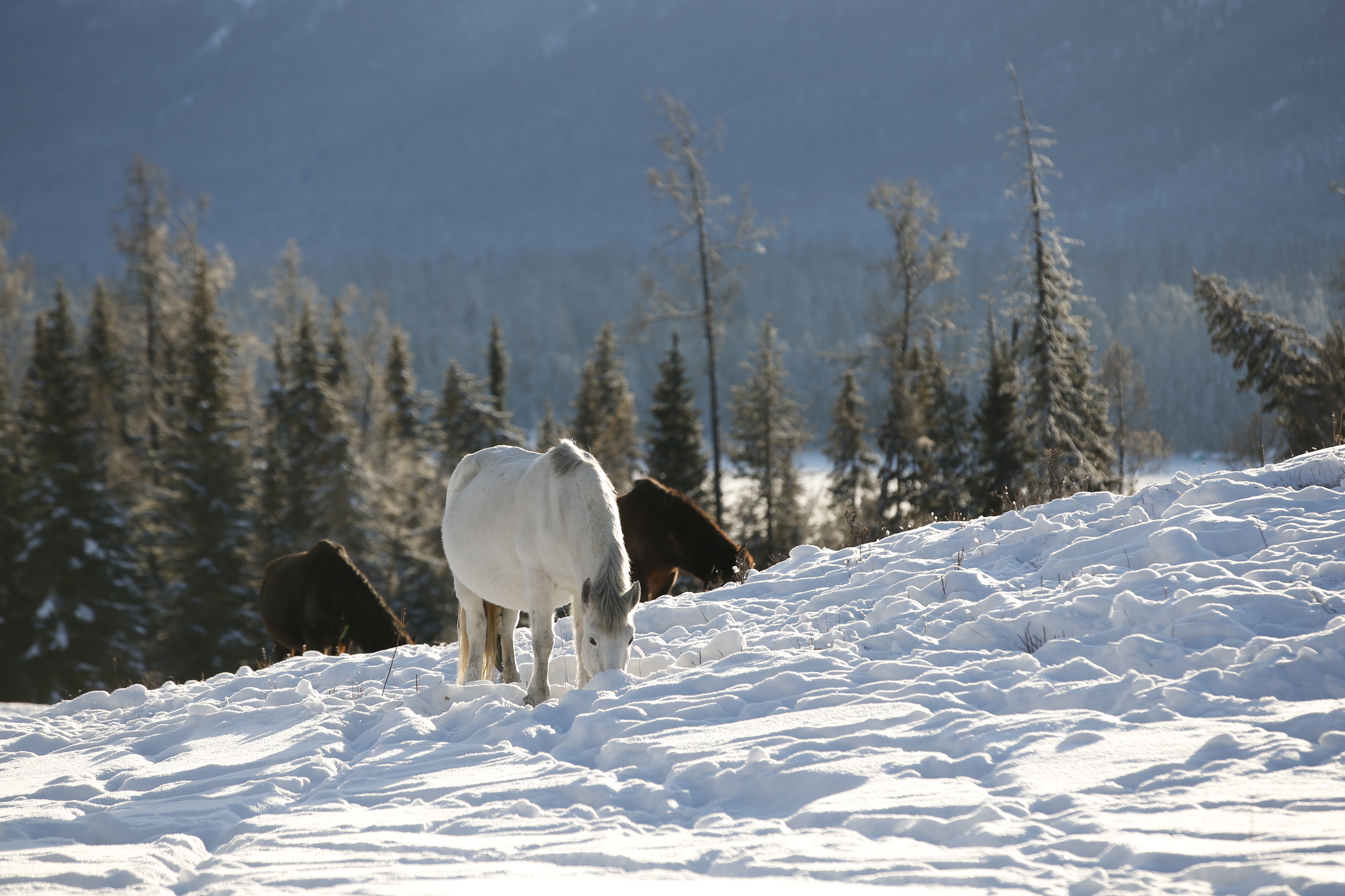 冰与火之歌全集,2019斯巴鲁解密冰雪喀纳斯