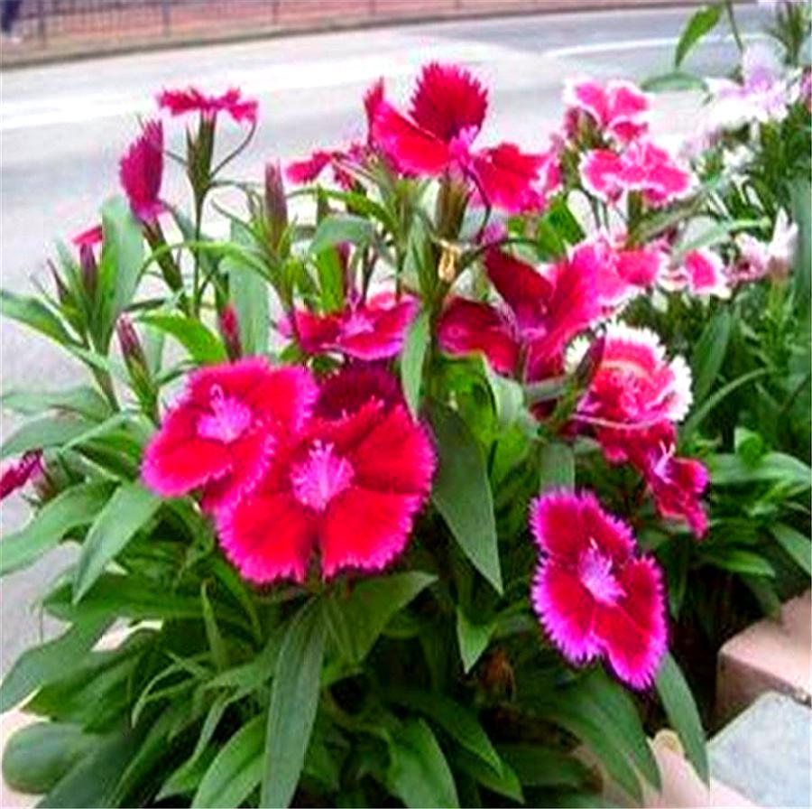 石竹好养又好看,只要做好“1勤2多和1少”,1盆花开50朵