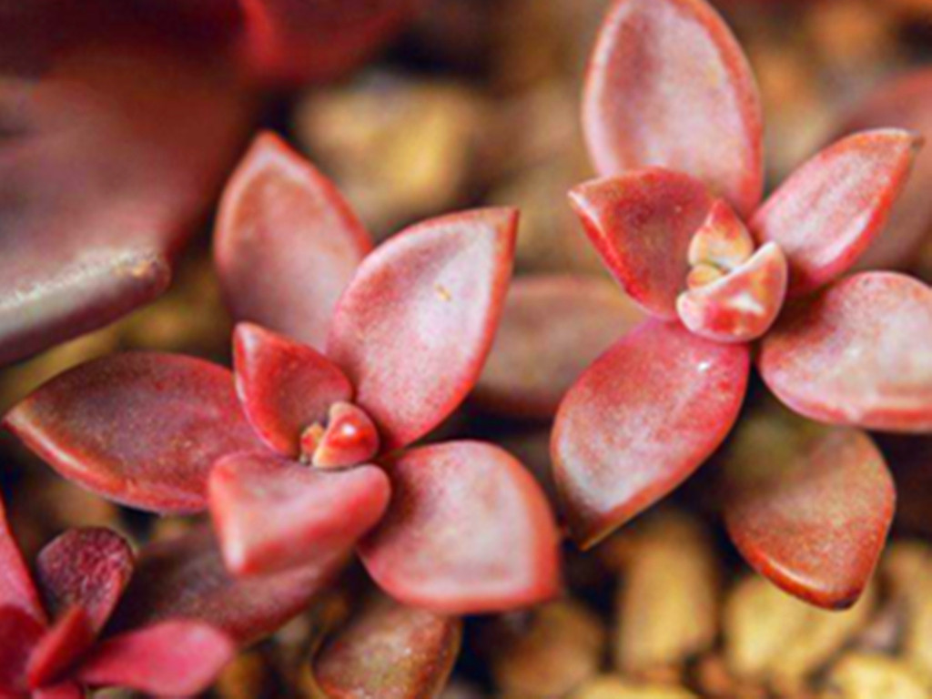 遮雨遮阳多肉,遮阳遮雨的多肉