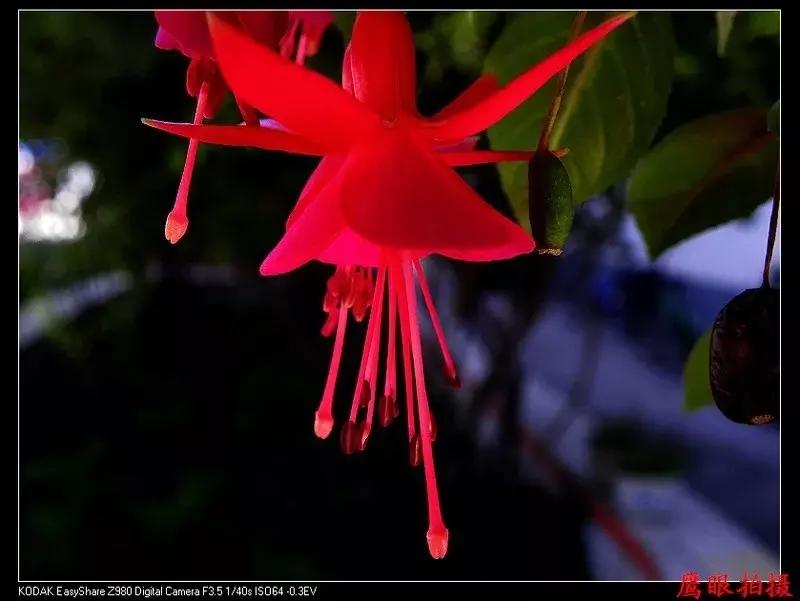 惊艳倒挂金钟,惊艳倒挂金钟图片