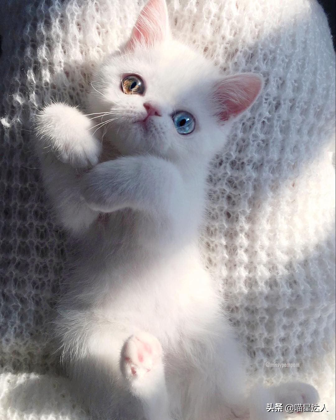 养猫的基本知识和方法,猫要怎么养详细解答科学养猫