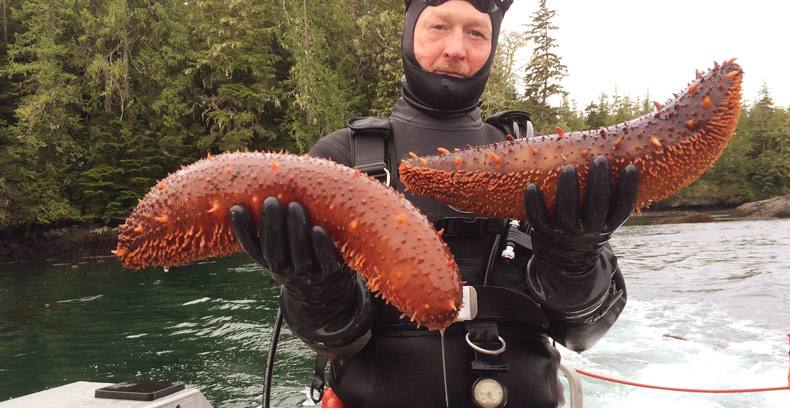 真正顶级海参,外国人不吃海参的原因