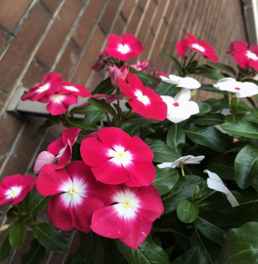 适合9月份养的绿植,四季最好养的10种花