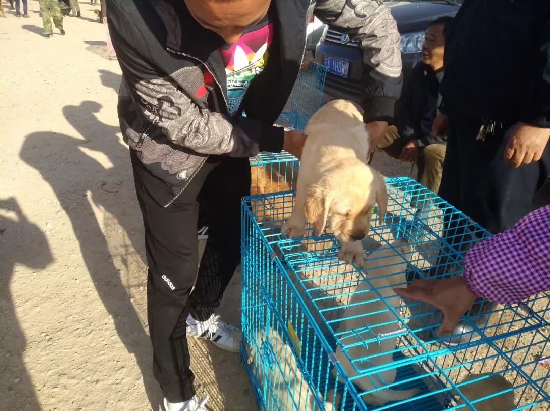 拉布拉多犬多少钱能买到,拉布拉多犬市场价格幼犬