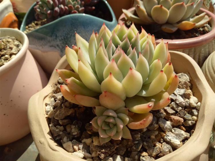 多肉怎么才能长出侧芽,多肉怎么才能爆出侧芽