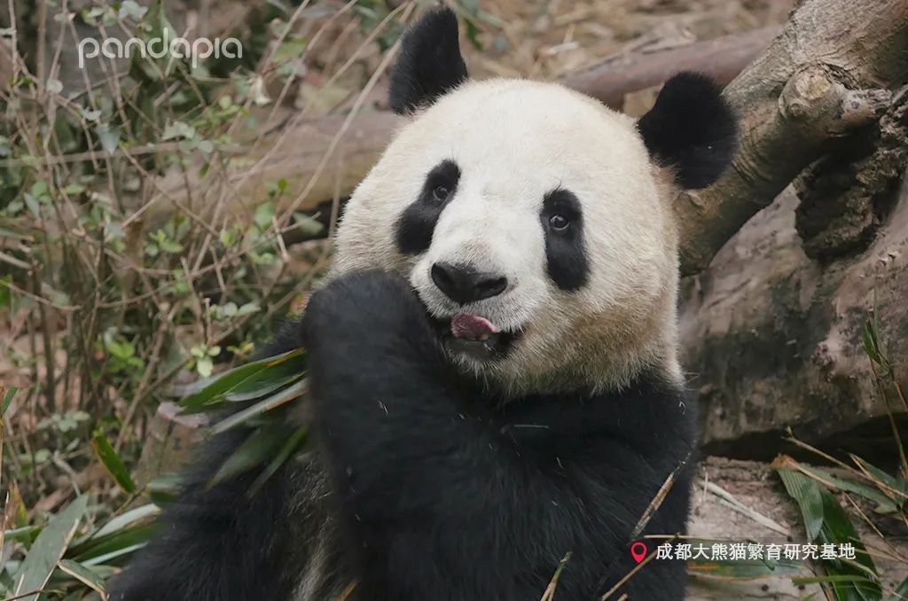 大熊猫快速吃竹笋,大熊猫吃竹子图片