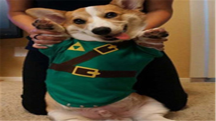 柯基犬智商排在第几名最新,柯基犬智商排第几