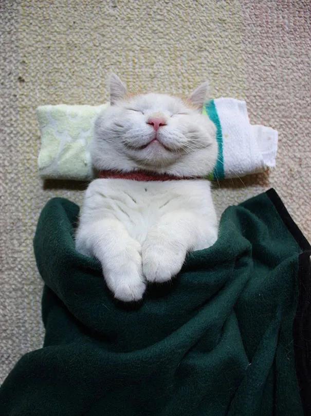 卡通猫咪微笑图片,微笑的猫咪表情包