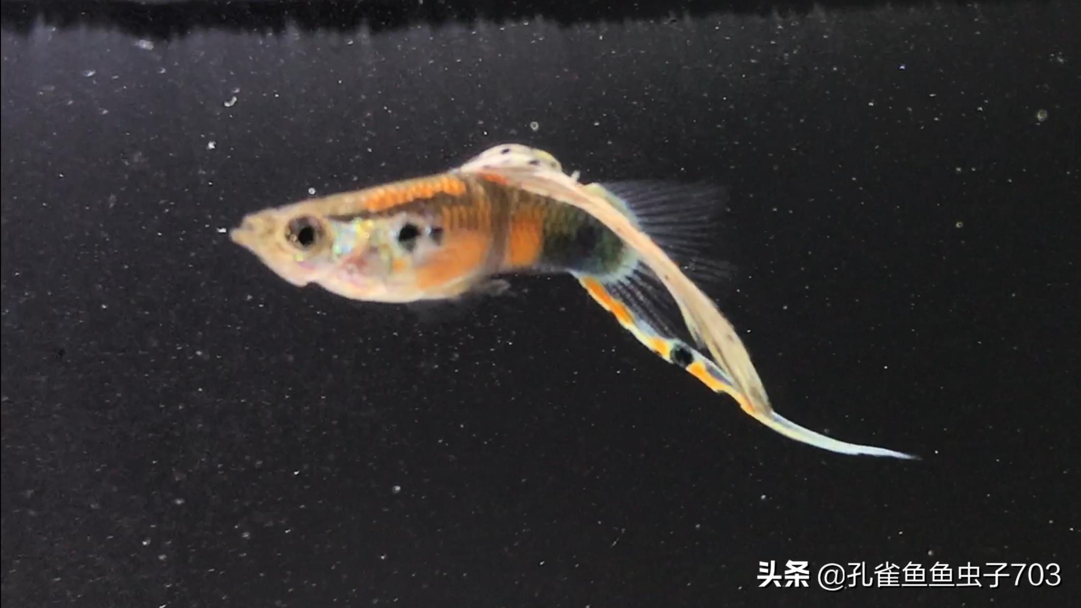 孔雀鱼什么时间配对,孔雀鱼最佳配对