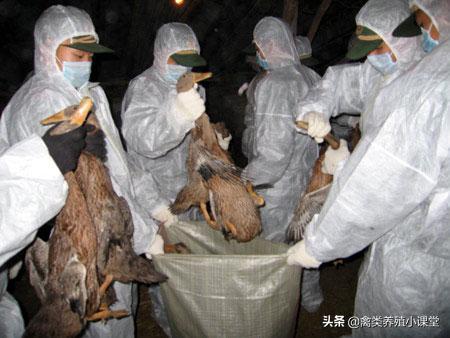 预防鸡禽流感用什么产品,鸡为什么会得霍乱