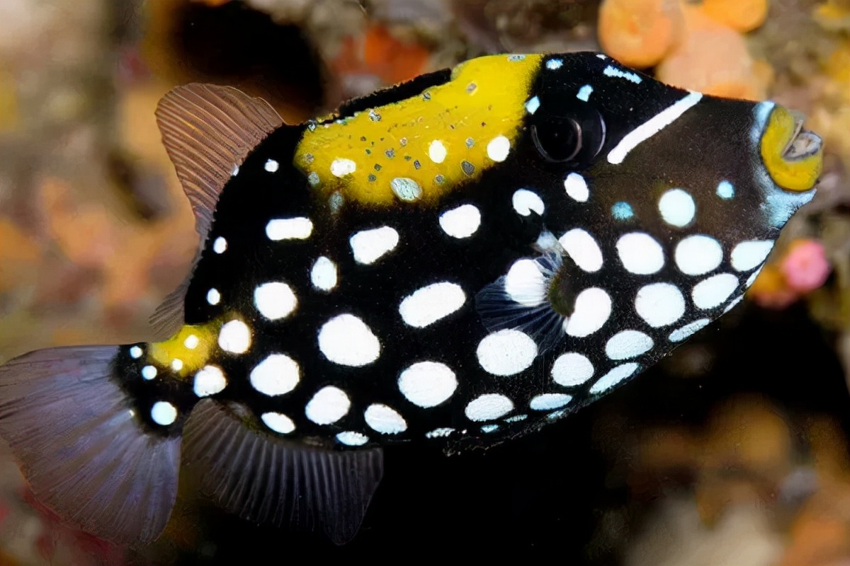 炮弹鱼长的像谁,大体型炮弹鱼