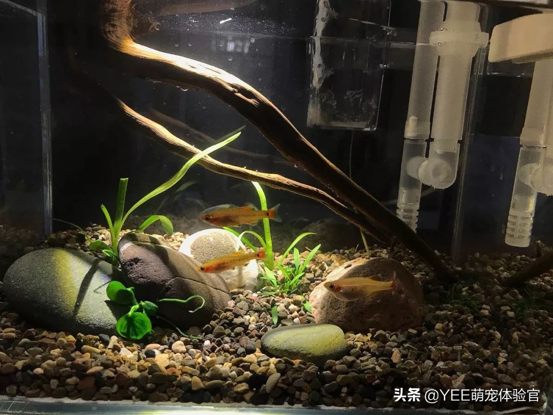 白云金丝鱼互动性好吗,白云金丝鱼是群游鱼吗