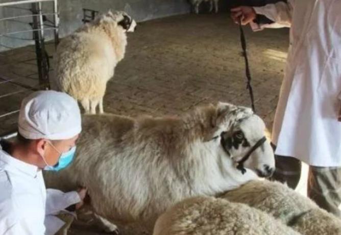 奶羊乳房有硬块能恢复吗,羊乳房里有硬块怎么消除