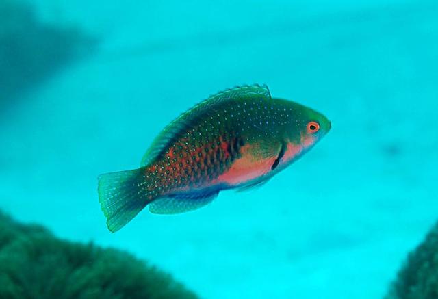 100个搞笑冷知识动物,奇葩动物冷知识你都知道哪几个