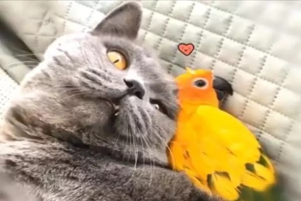 鹦鹉和猫打架谁最厉害,怎么预防猫咪对鹦鹉下手