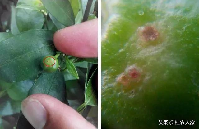 这个病害如果预防不到位,会对今年柑橘的产量和品质带来很大影响