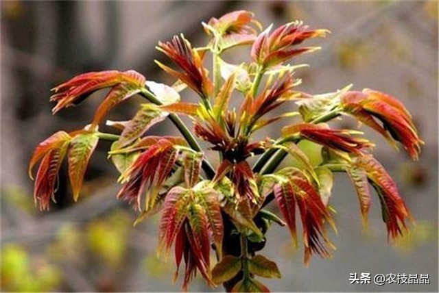 绿香椿红香椿哪个更适合阳台种植,巴山红香椿种植技术视频