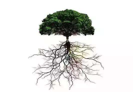 地球古老植物有哪些,地球最古老的植物