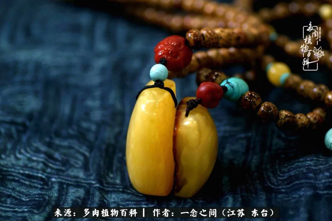 一见多肉误终生,一见多肉误终生从此入了养花坑