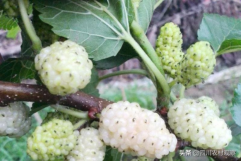 四川人小时候都吃过的美食,四川人小时候吃的锅巴