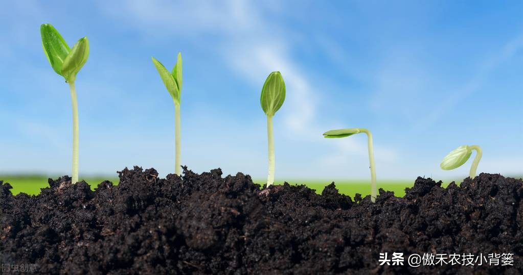 微生物菌肥什么品牌效果好,微生物菌肥效果