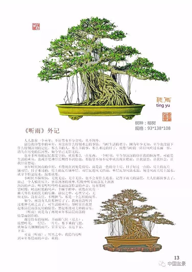 陈文图老师,陈文图盆景欣赏