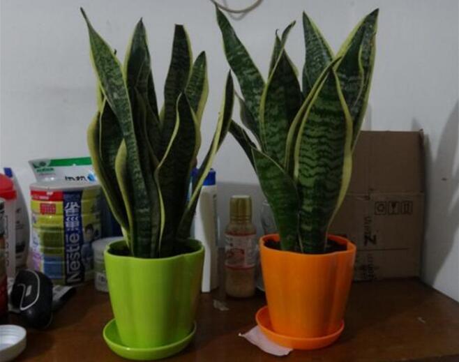 淘米水和香蕉皮发酵有什么肥效,淘米水加酵母粉能快速的发酵