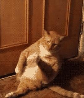 橘猫的7大优点养过的人都说好,自从养了猫才知道什么是爱