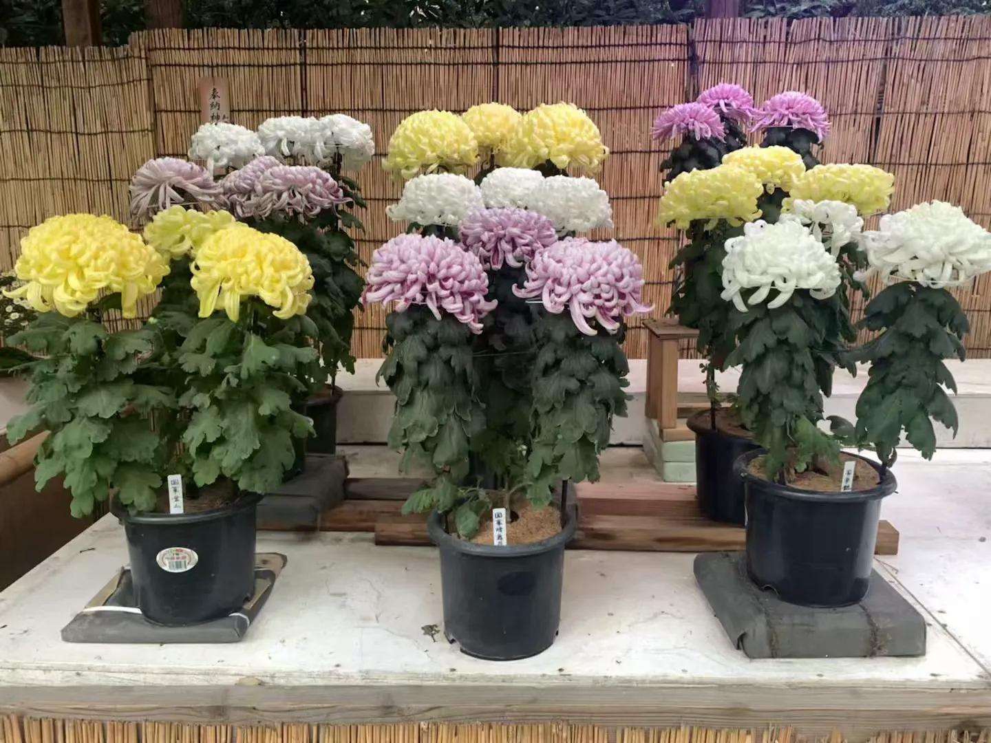 日本名古屋旅游必需品,日本名古屋一日游攻略住宿