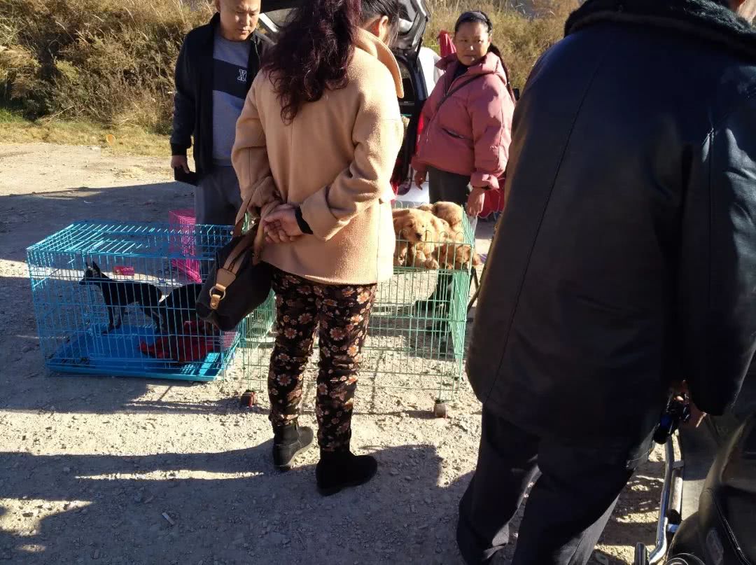 出售幼犬金毛便宜200元一只,狗贩子400块钱能买到什么金毛