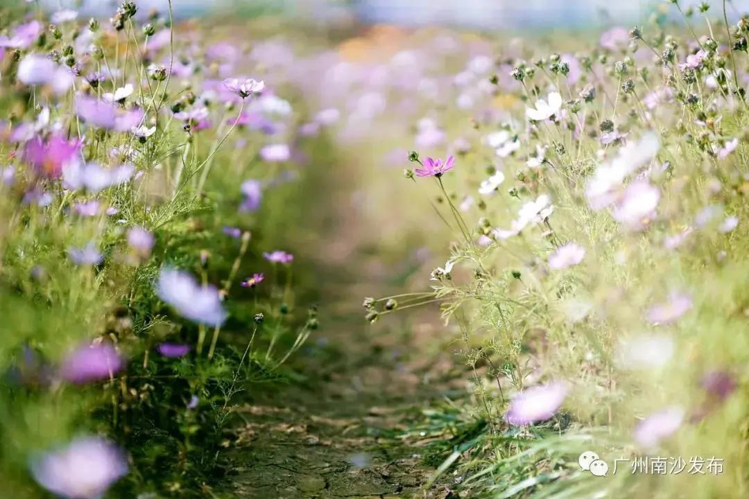 广州现在花开的季节,广州现在什么花开了