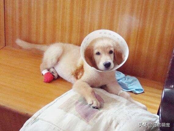 做绝育给母狗带来的好处