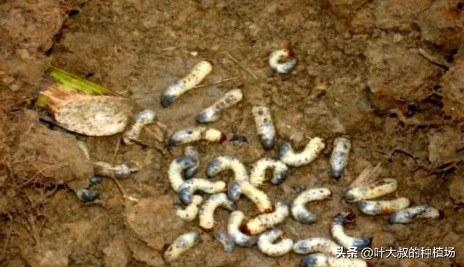 八月甘蔗有什么虫害吗,136甘蔗品种虫害多吗