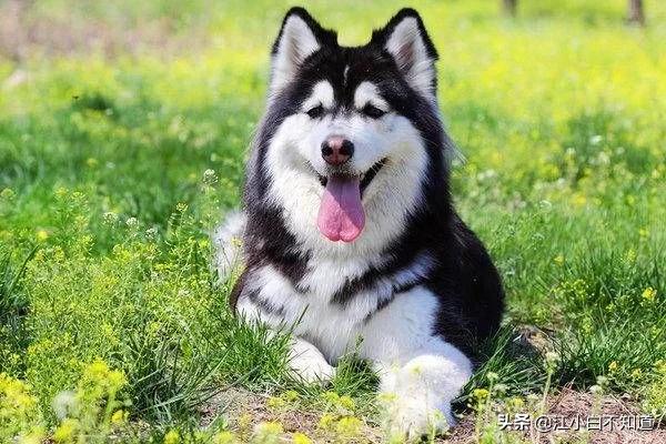 世界上最好的狗狗是不是拉布拉多,拉布拉多是世界上最可爱的小狗