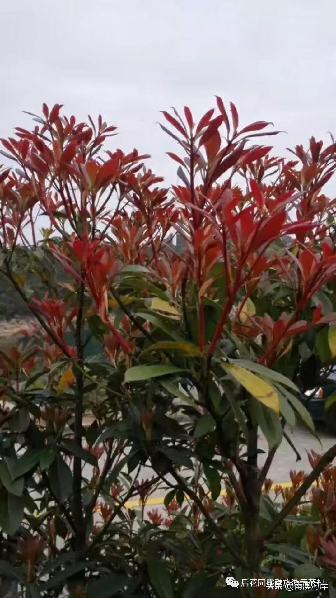 后花园旅游风景区,后花园古镇免费景点