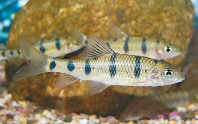 想养鱼要用加热棒吗,想养鱼又没有鱼缸