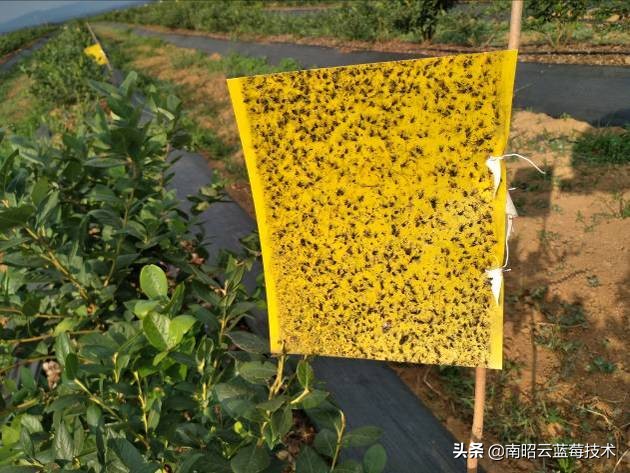 蓝莓常见虫害,蓝莓虫害及防治措施怎么写