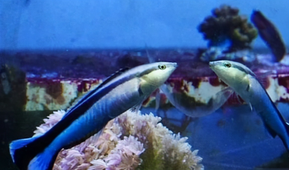 清洁鱼最大能养到多大,清洁鱼生命力有多强