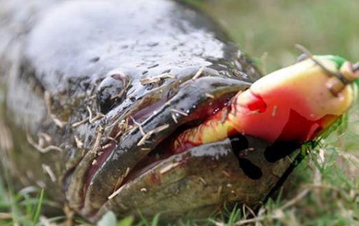 路亚钓黑鱼最好用的钓法,路亚钓黑鱼怎样选钓点图