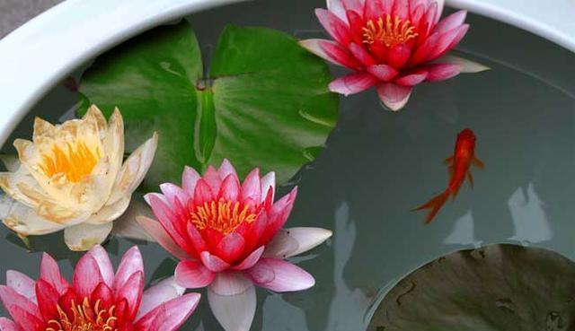 碗莲怎样养才能爆开花,碗莲怎么养叶子大开花多