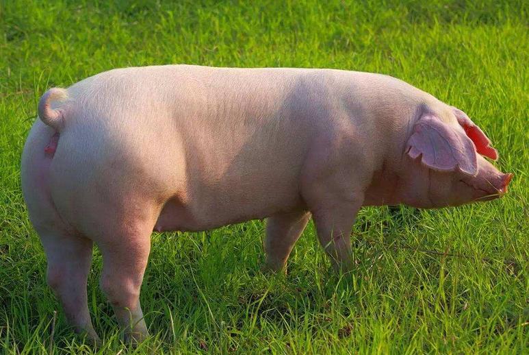 小养猪技术教程大全,怎么养猪省钱长得又快