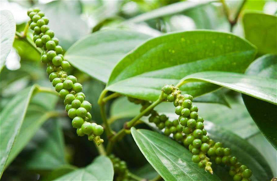 黑白胡椒味道有什么区别,黑白胡椒的烹饪区别