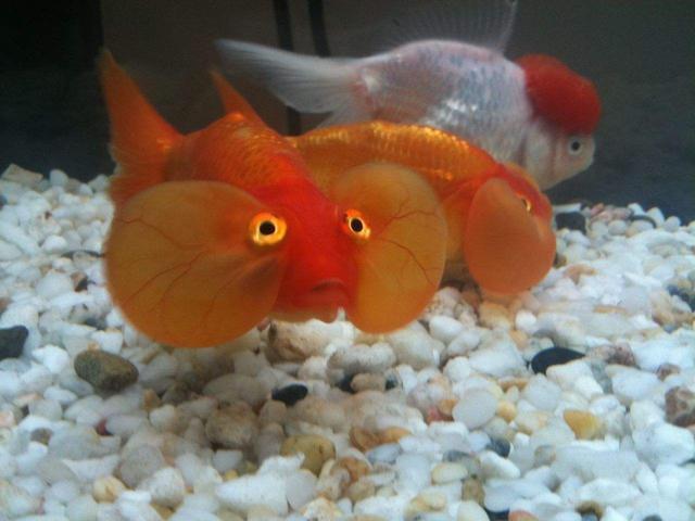 怎么才是正确饲养金鱼的方法,怎么才能正确的饲养金鱼