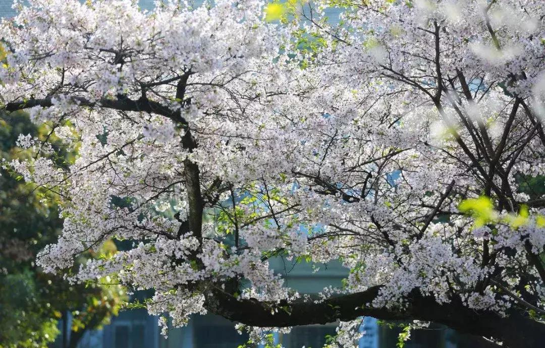 上海比较容易考全日制mpacc院校,mpacc学费最低却最好的大学