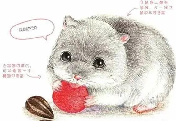 彩铅三只仓鼠图片,小仓鼠彩铅教程