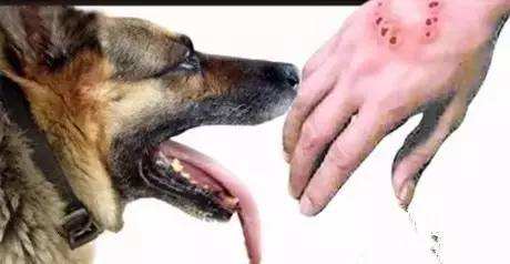 狗狗狂犬病前兆是什么症状,狗狗携带狂犬病毒有什么症状