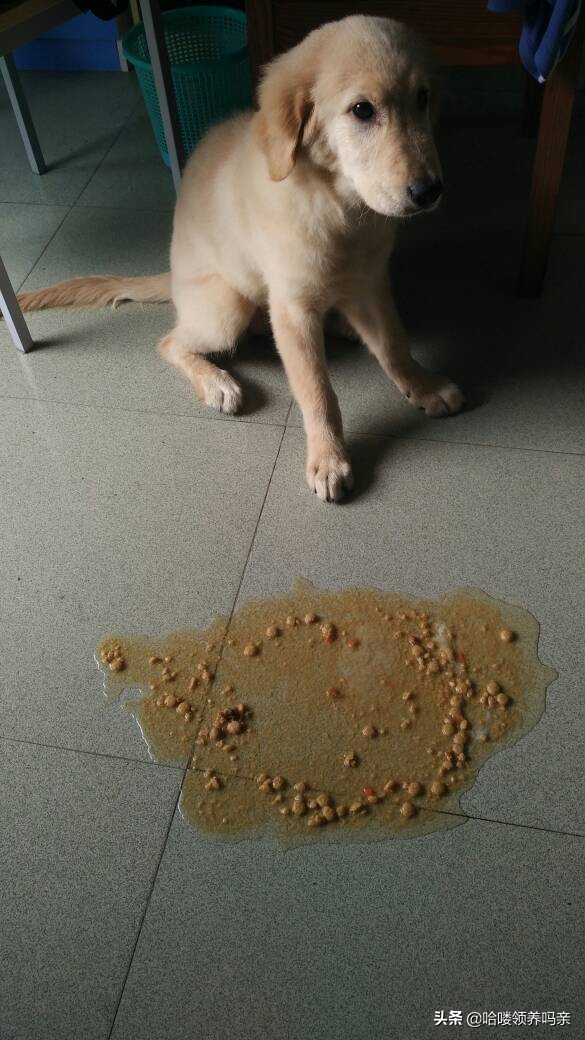 狗狗突然呕吐，背后的真相是什么？发现这几种情况，千万不能忽略